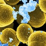 QGV-Antibiotika-Report 2018: Einsatz von Antibiotika bei Geflügel weiter rückläufig